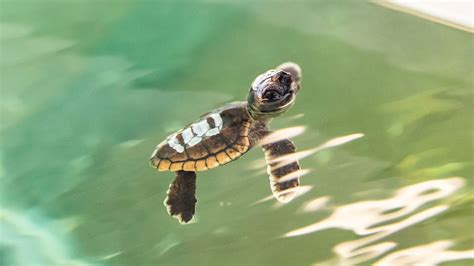 Can Baby Turtles Swim? Exploring the Mysteries of Aquatic Life and Beyond