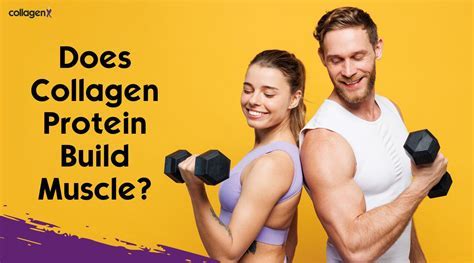 Can Collagen Protein Build Muscle? Exploring the Myths and Realities of Collagen in Muscle Development