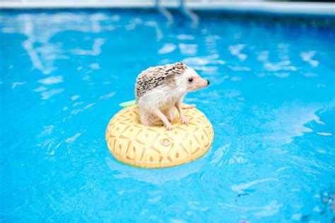 Can Hedgehogs Swim? Exploring the Aquatic Abilities of These Spiky Creatures