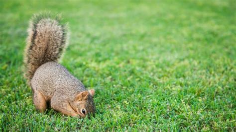 Does Running Kill Gains? And Why Do Squirrels Always Look Like They're Late for a Meeting?