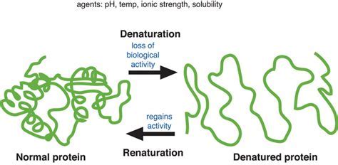 Why Does a Protein Not Function After It Has Been Denatured? And Why Do Cats Always Land on Their Feet?